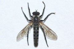 Lasiopogon opaculus