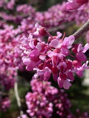 Cercis canadensis