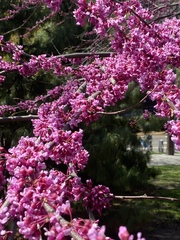 Cercis canadensis
