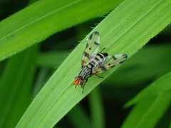 Otites porcus