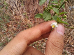 Hibiscus hirtus