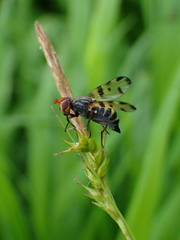 Otites porcus
