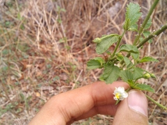Hibiscus hirtus