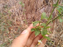 Hibiscus hirtus