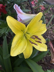 Lilium