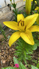 Lilium
