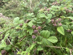 Rubus