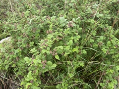 Rubus