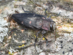 Chrysobothris affinis