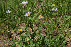 Erigeron glacialis glacialis