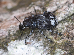Tropideres albirostris