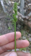 Carex conjuncta