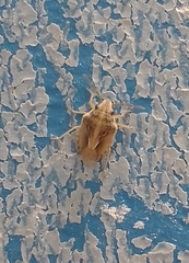 Aeliomorpha