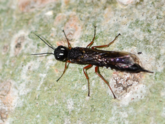 Xiphydria camelus