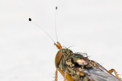 Tachytrechus moechus