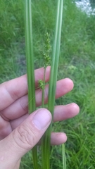 Carex conjuncta