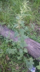 Urtica dioica dioica