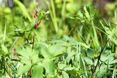 Lamprocapnos spectabilis