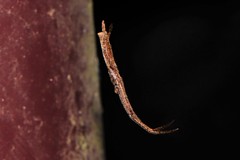 Miagrammopes orientalis