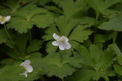 Anemonoides glabrata