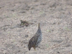 Pternistis bicalcaratus
