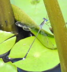 Lestes tridens
