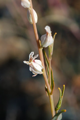 Streptanthus glandulosus albidus