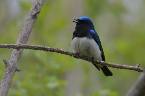 Blue-and-white Flycatcher