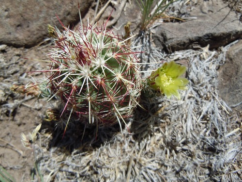 Green-flower Hedgehog Cactus