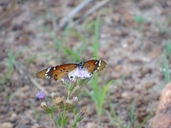 Danaus chrysippus