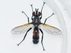 Cylindromyia interrupta