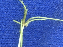 Mediterranean horned pondweed (Zannichellia melitensis)