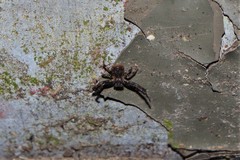 Pycnaxis