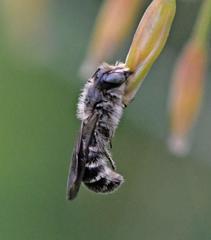 Chelostoma florisomne