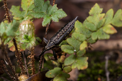 Rhinotia semipunctata