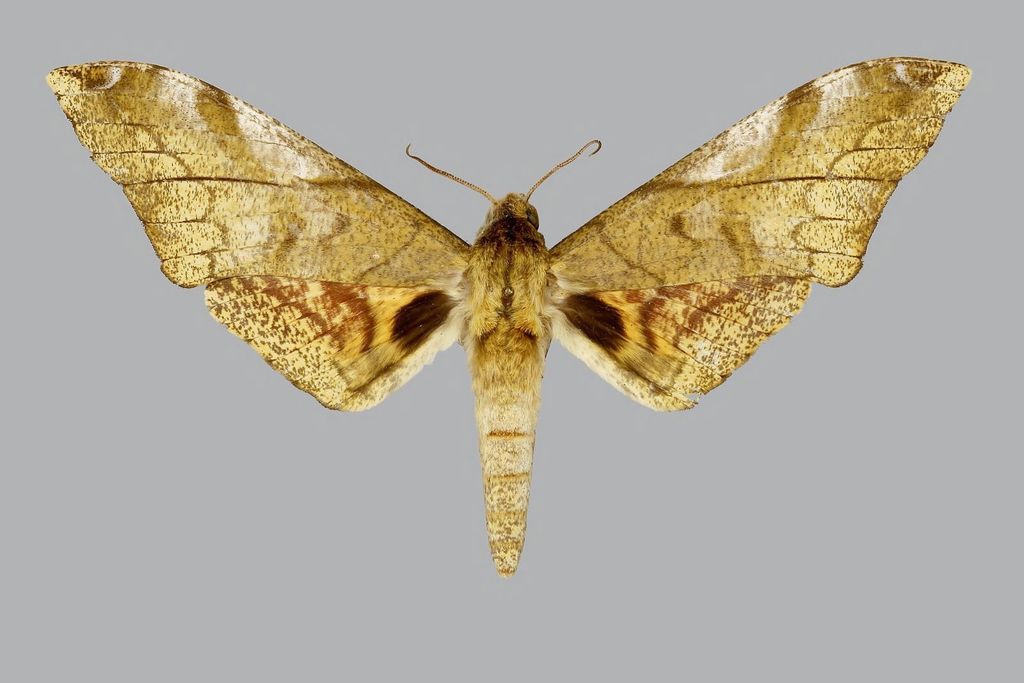 Platysphinx constrigilis