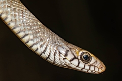 Ptyas mucosa