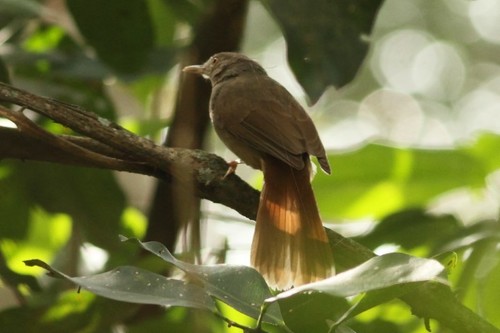 iNaturalist image