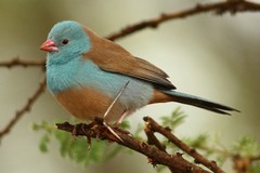 Uraeginthus cyanocephalus
