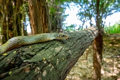 Ptyas mucosa
