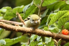 Pogoniulus leucomystax