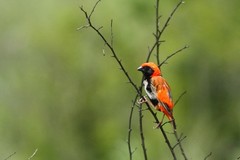 Euplectes nigroventris