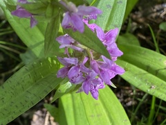 Dactylorhiza majalis