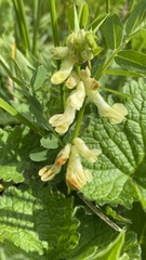 Vicia balansae