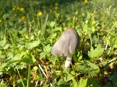 Coprinopsis atramentaria
