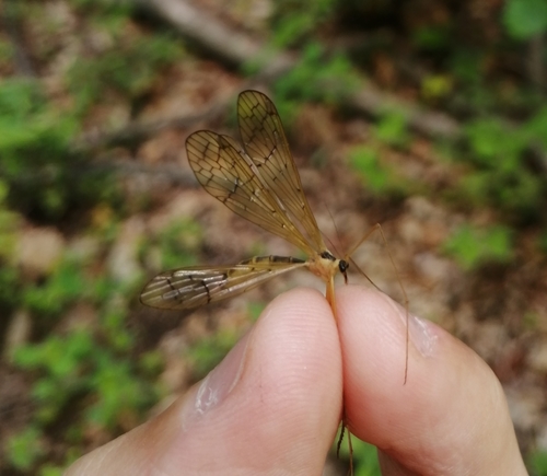 Bittacus ussuriensis