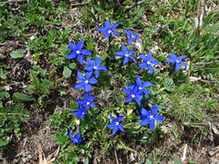 Gentiana brachyphylla