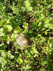 Coprinopsis atramentaria