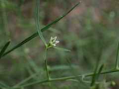 Thesium divaricatum