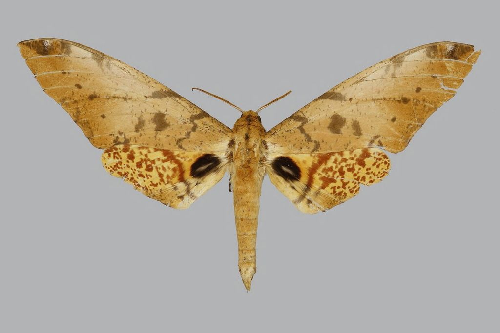Platysphinx stigmatica
